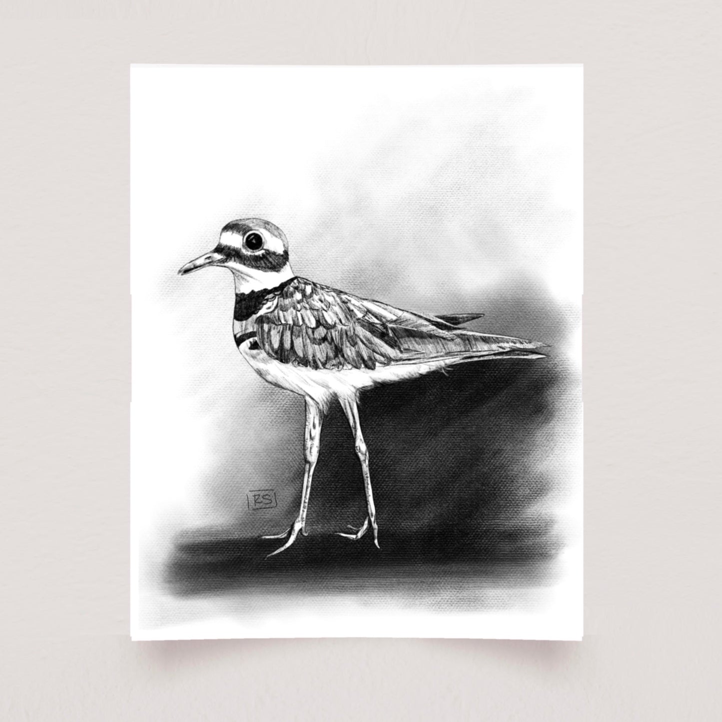 Killdeer